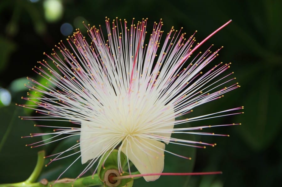 Butun/Keben/Sea Poison Tree/Barrington Asiatica