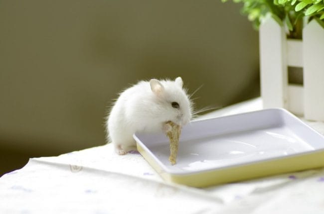 Hamster putih bersih