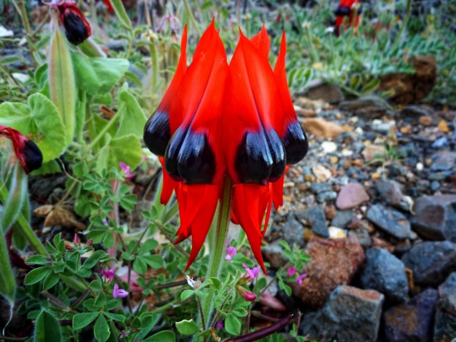 Sturt’s Desert Pea/Swainsona Formosa