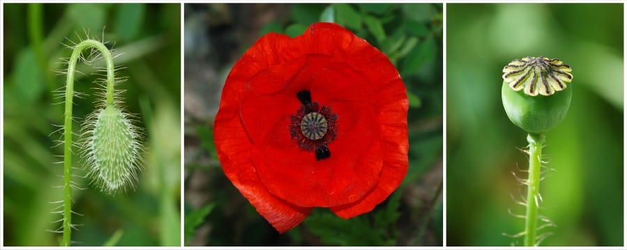 Red Poppy (Papaver Rhoeas) 