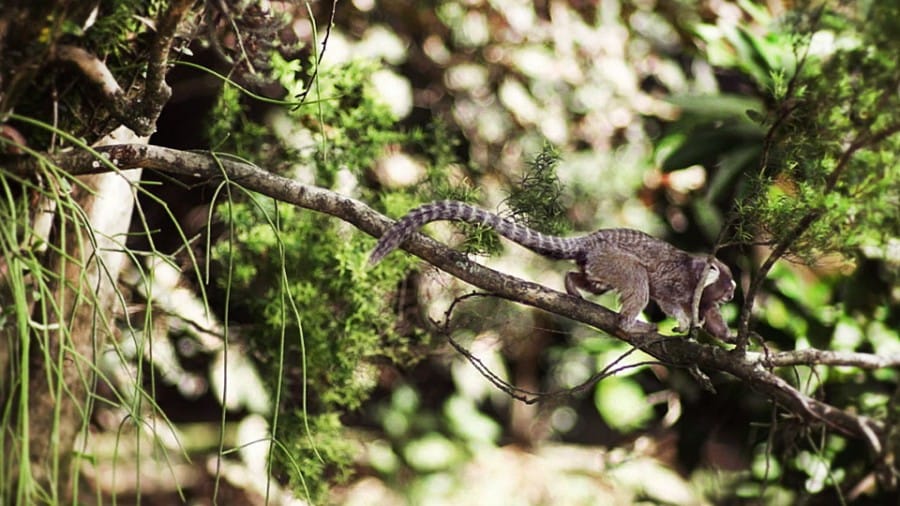 Hewan langka di Tijuca Forest, Rio de Janeiro