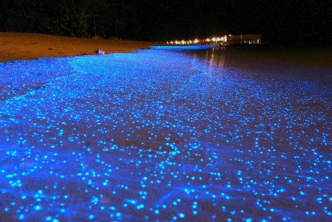 Bioluminescent di pantai