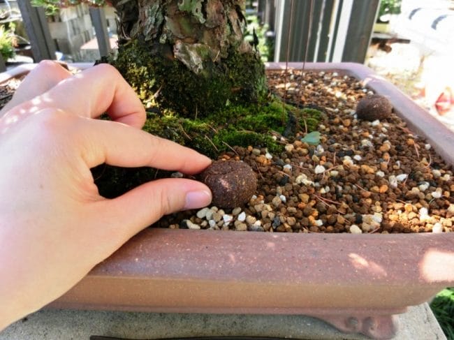 Pemupukan bonsai