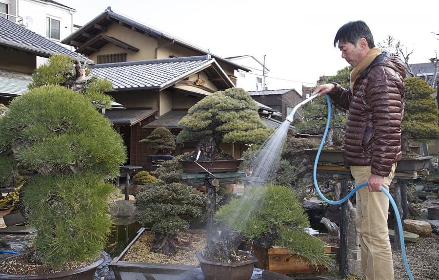 Penyiraman bonsai