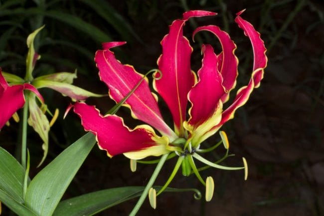 Flame Lily (Gloriosa Rothschildiana)