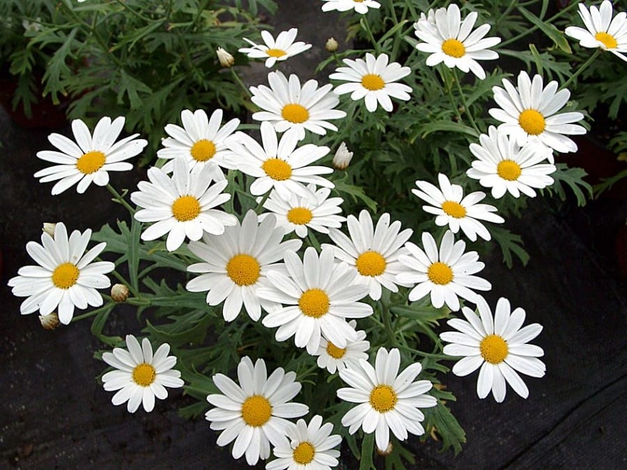 Argyranthemum_frutescens