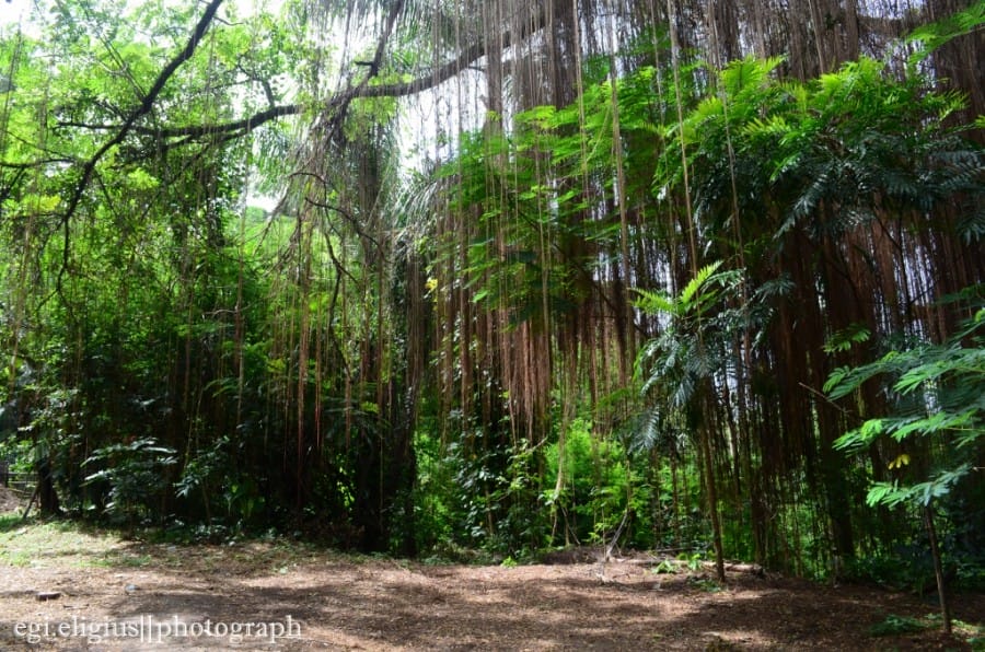 Babakan Siliwangi, Bandung