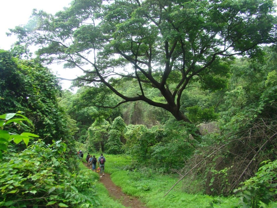 Jalan setapak di SGNP, Mumbai