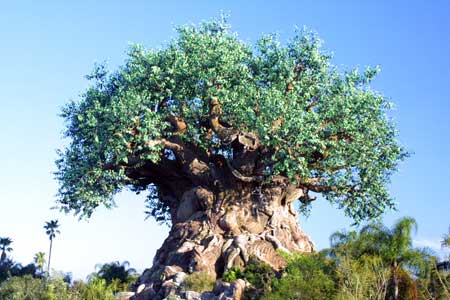 Foto Asli dari Pohon Tree Of Life
