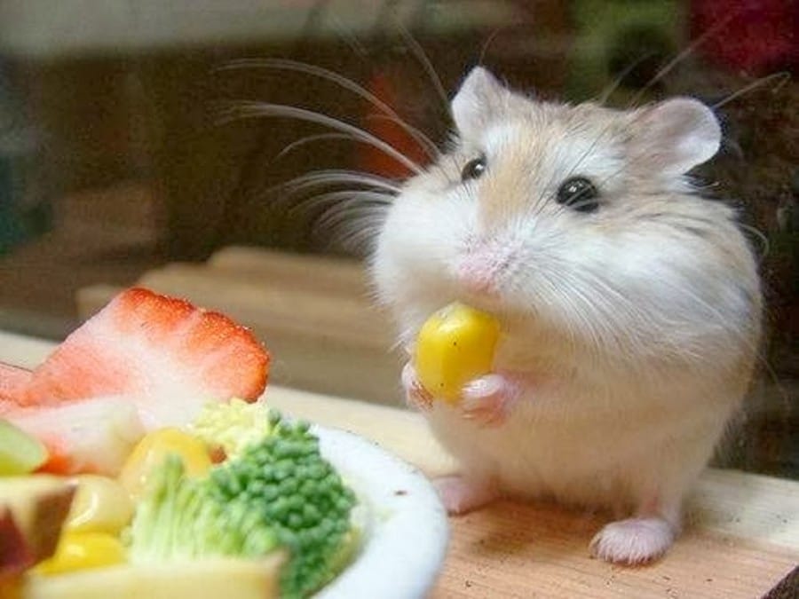 Hamster omnivora