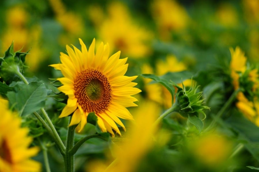 Sunflower (Helianthus Annuus)