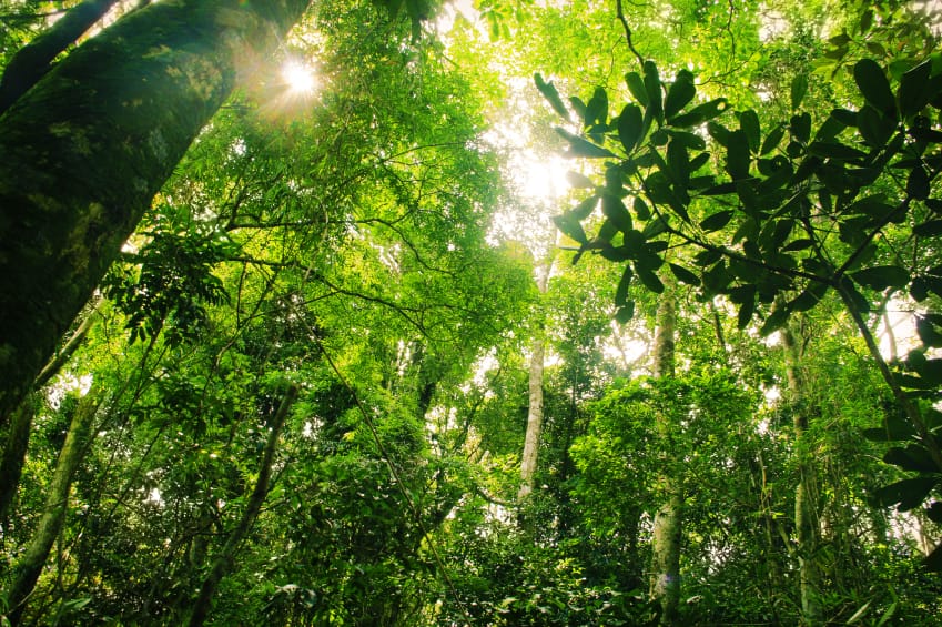 Dalam hutan Tijuca Forest, Rio de Janeiro