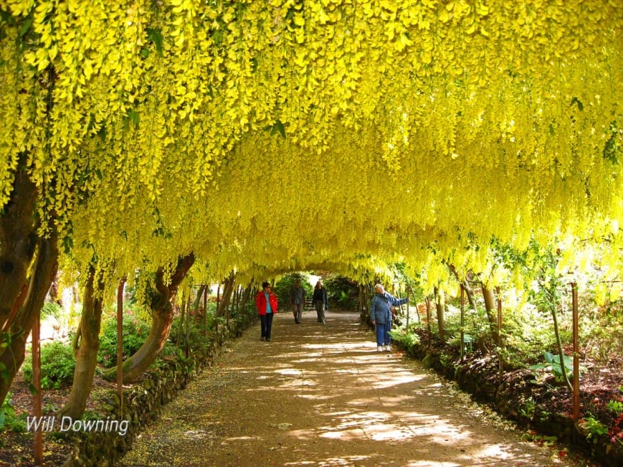 Golden Chain/Laburnum