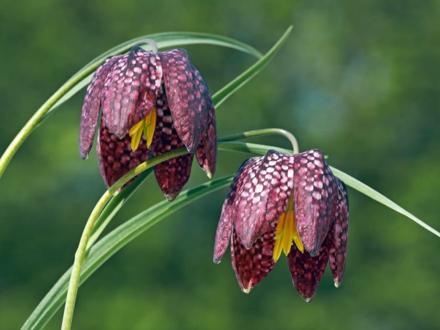 Snake’s Head Fritillary/fritillaria meleagris