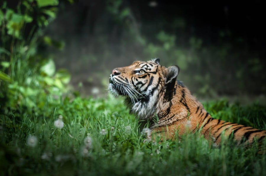 Harimau Sumatera