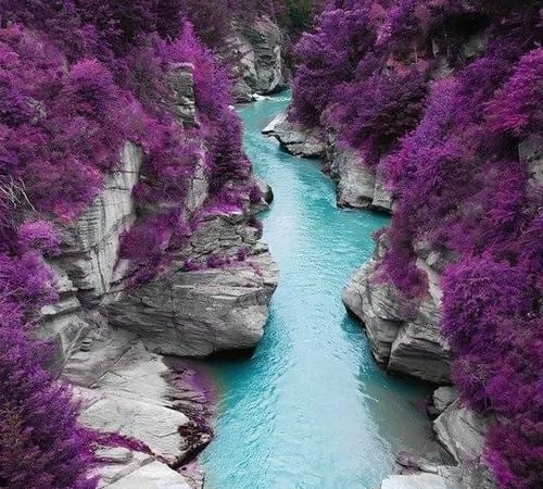 Pohon Warna Ungu Pohon Warna Ungu