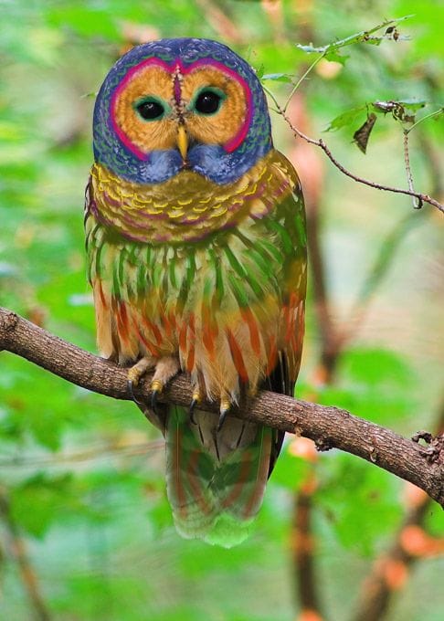 Rainbow Owl