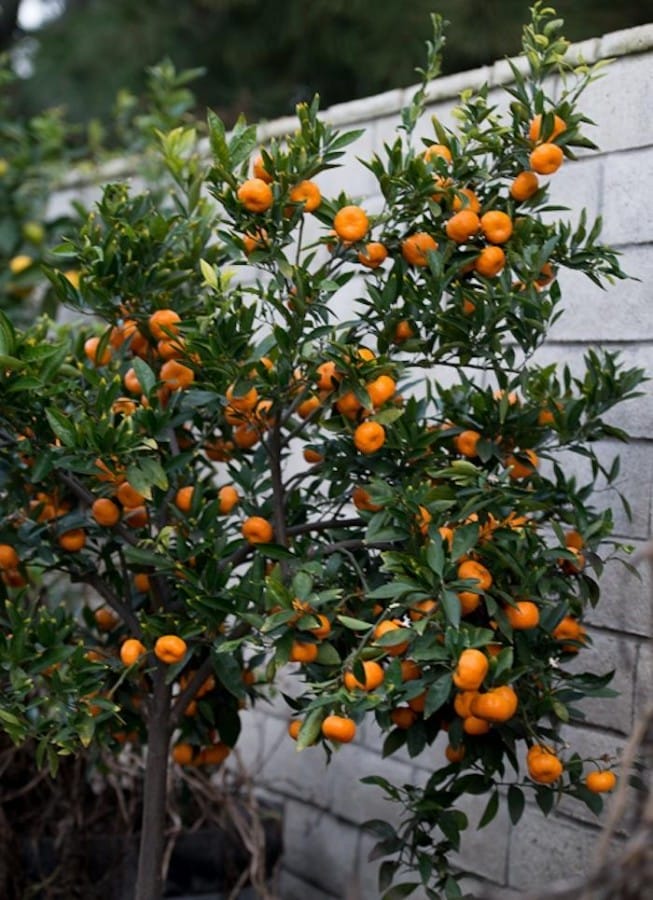 Jeruk Mandarin