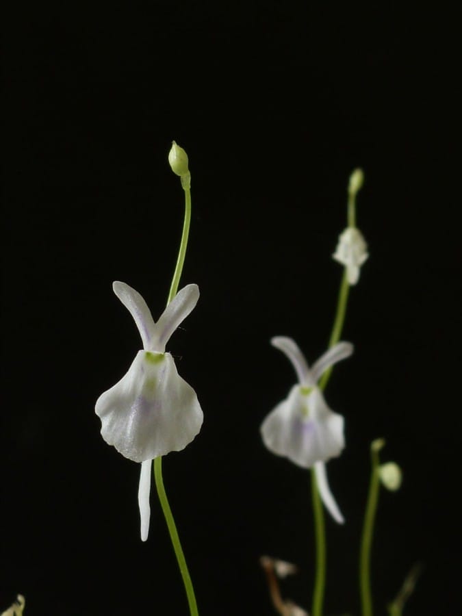 Utricularia Sandersonii