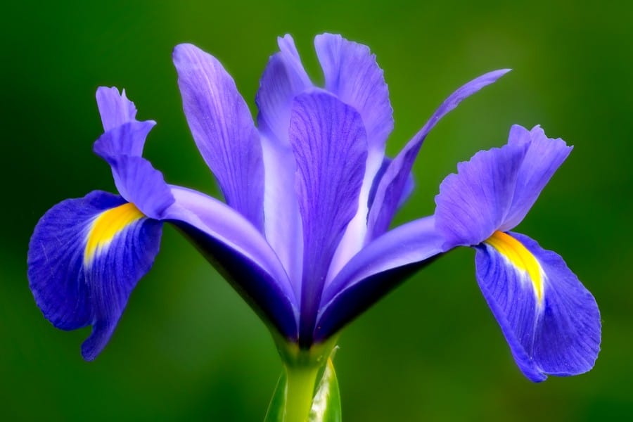 Iris