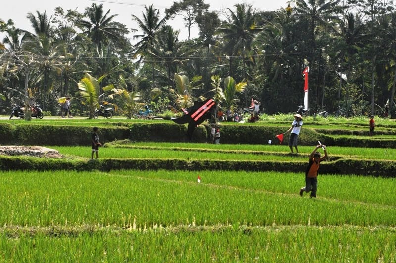 Sawah 8