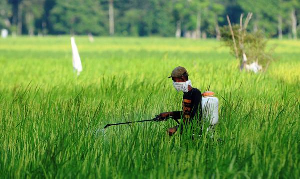 Menyemprot tanaman padi