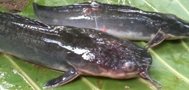 Budidaya Ikan Lele - Penyakit Pada Ikan Lele dan Solusinya