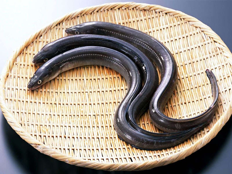 Belut Belut