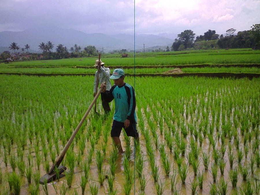 Menyiangi rumput