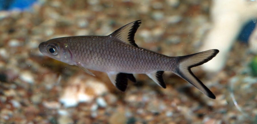 Ikan Hias Termahal di Indonesia - Bala Shark