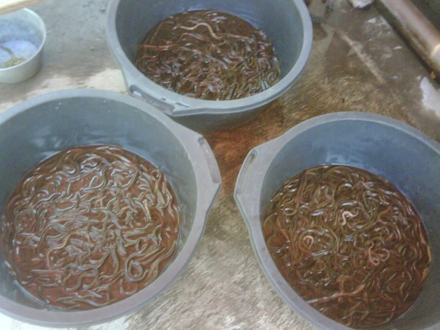 Budidaya Belut Budidaya Belut