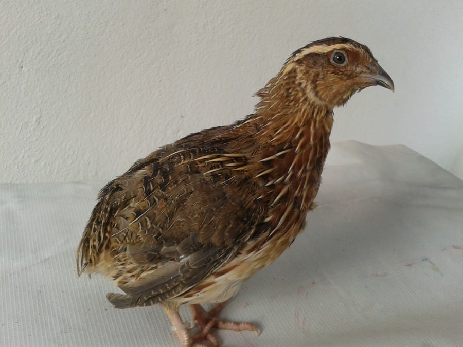 burung puyuh jantan atau betina