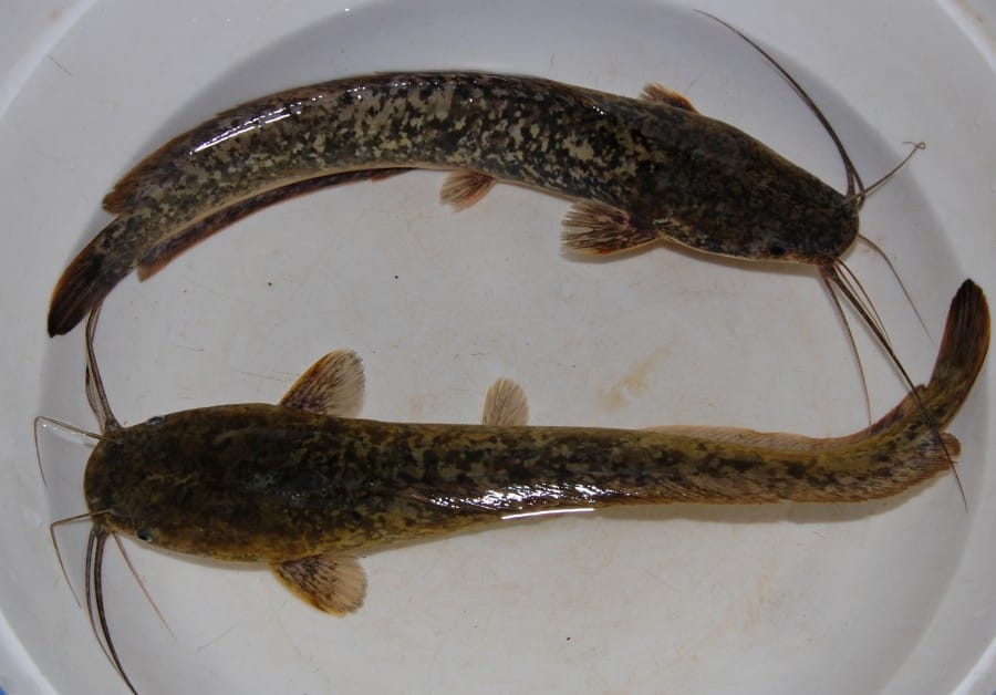 Jenis-jenis ikan lele