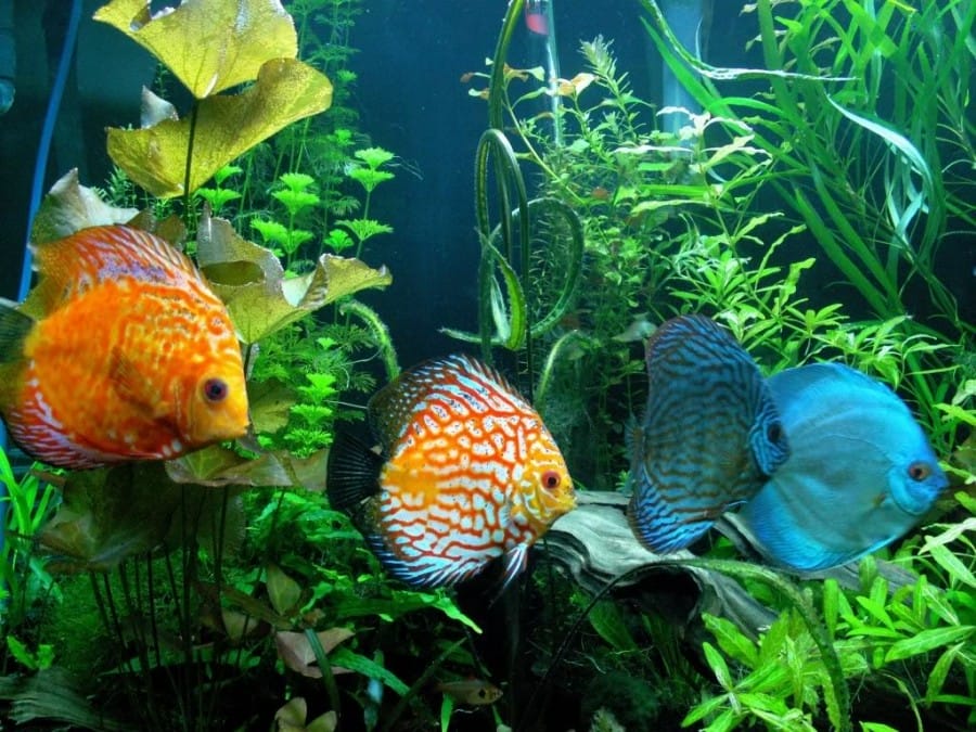 Ikan Hias Discus