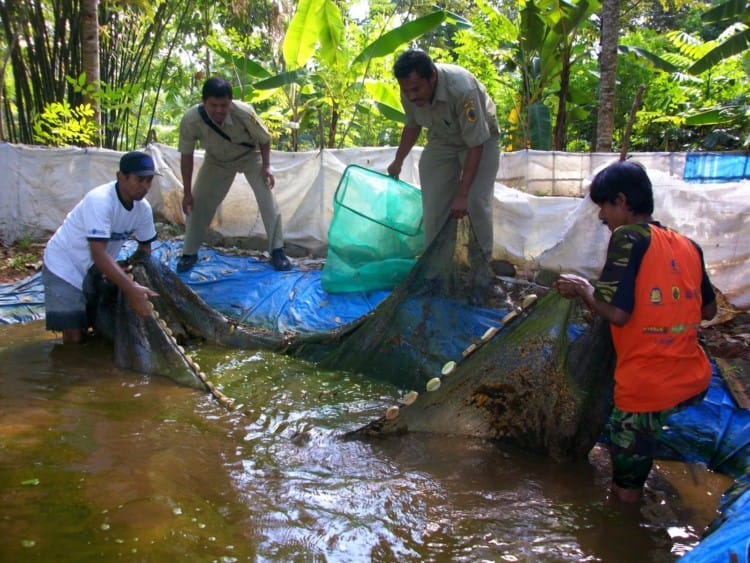 Budidaya Ikan Lele - Tips Perawatan Ikan Lele