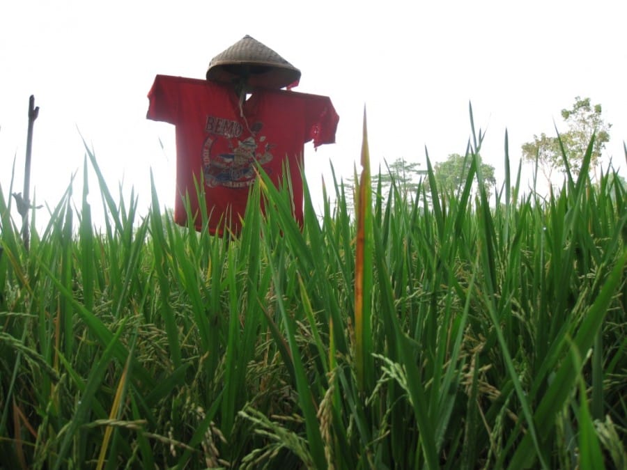 Orang-orangan sawah