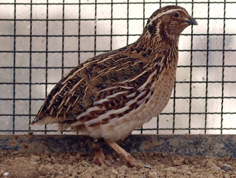 membedakan burung puyuh