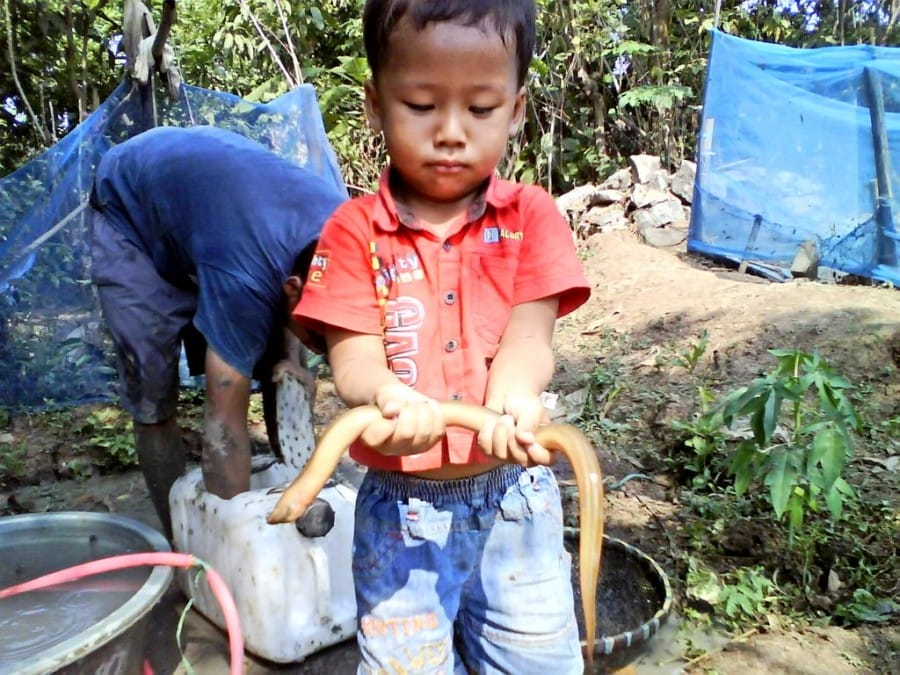 Panen Budidaya Belut 