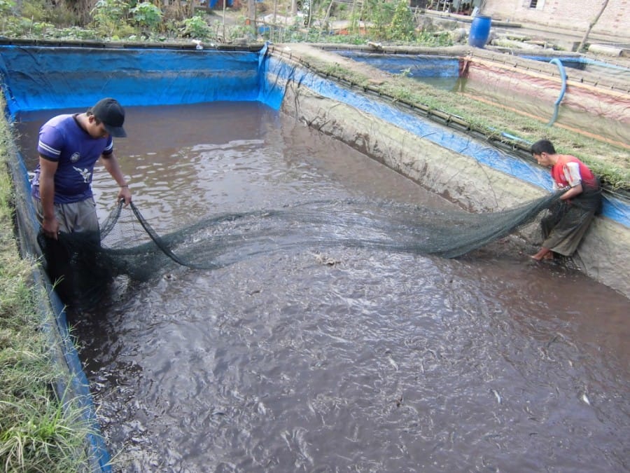 Proses Panen Ikan Lele