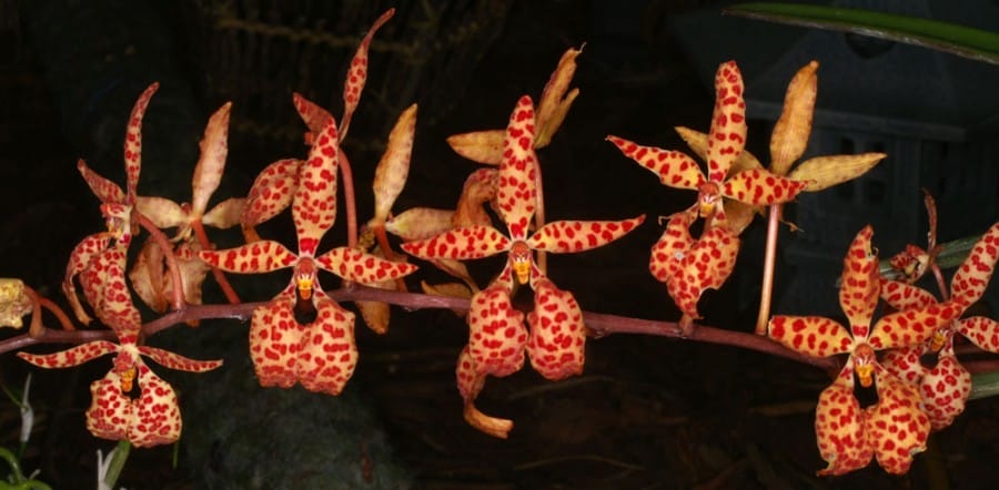 orchid-nord.com