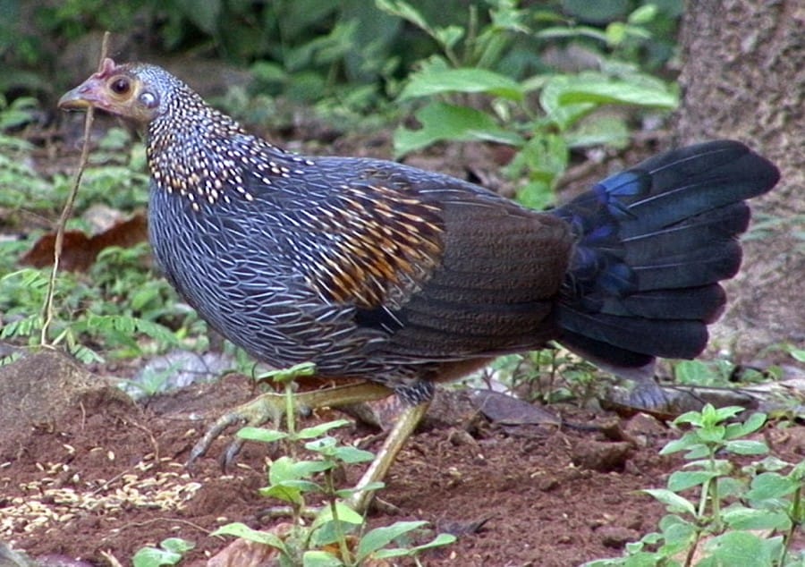 Ayam Hutan Kelabu