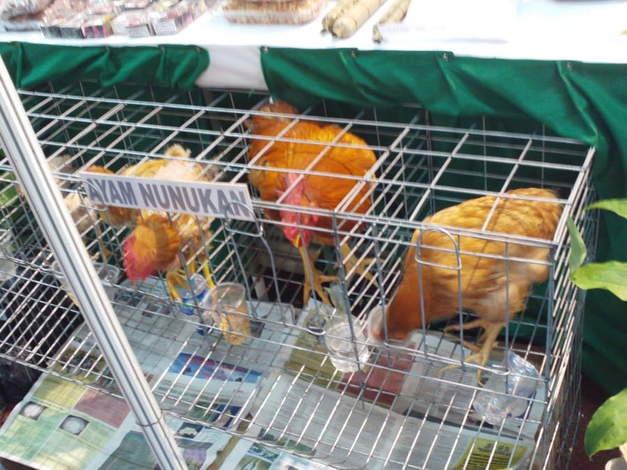 Ayam Nunukan