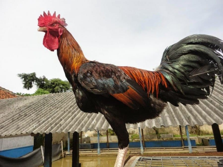 Ayam Pelung