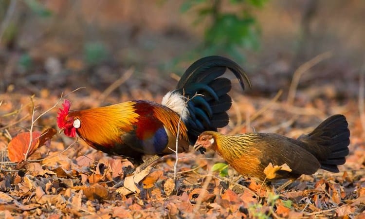 Ayam Randah Batu