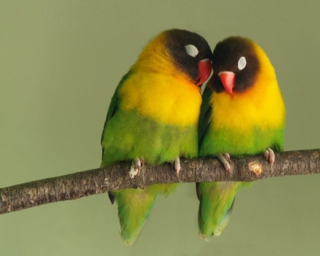 Burung Love Bird Sebagai Hewan Peliharaan