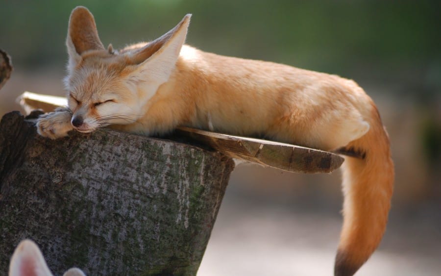 Fennec Fox untuk Dipelihara