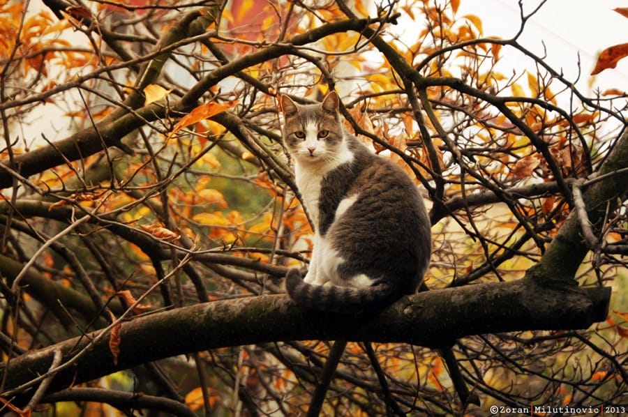 63 Gambar Kucing Lucu Ini Bakal Bikin Kamu Gemes