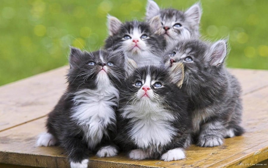 63 Gambar Kucing Lucu Ini Bakal Bikin Kamu Gemes