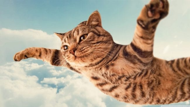 gambar kucing berkhayal terbang