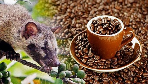 Kopi Luwak dari Indonesia